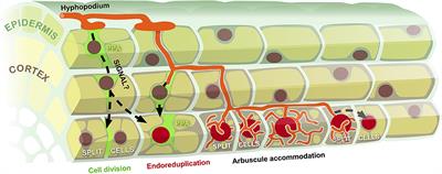 Divide and Be Conquered—Cell Cycle Reactivation in Arbuscular Mycorrhizal Symbiosis